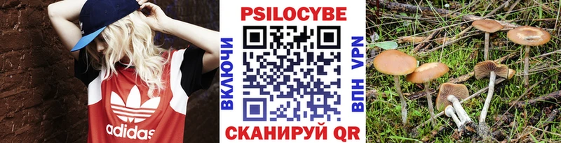 Псилоцибиновые грибы Psilocybe  Дигора 